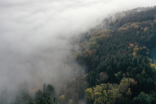 Vista aérea de la niebla que cubre el bosque photo