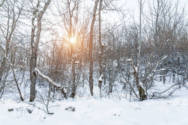 istock Morning sunlight through leafless trees in a snowy winter forest 1463384869