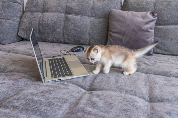 gatinho bonito scottish fold com um computador portátil no sofá - domestic cat computer laptop kitten - fotografias e filmes do acervo