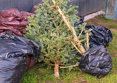 Discarded Christmas Tree, Old Fir Collect, Xmas Garbage, Recycled Christmas Waste, Discarded Christmas Tree