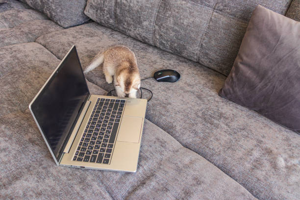 gatinho bonito scottish fold com um computador portátil no sofá - domestic cat computer laptop kitten - fotografias e filmes do acervo