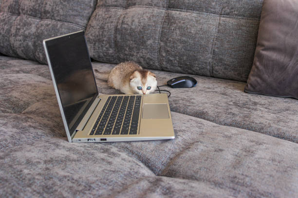 gatinho bonito scottish fold com um computador portátil no sofá - domestic cat computer laptop kitten - fotografias e filmes do acervo