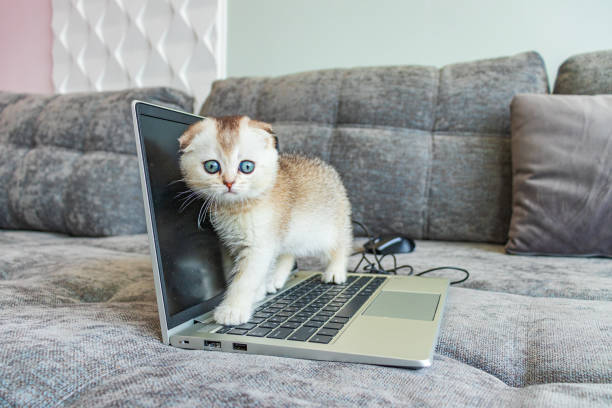 милый шотландский вислоухий котенок с ноутбуком на диване - domestic cat computer laptop kitten стоковые фото и изображения