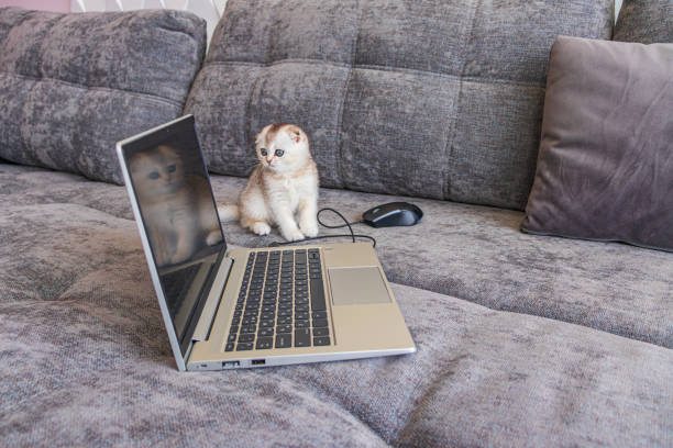 gatinho bonito scottish fold com um computador portátil no sofá - domestic cat computer laptop kitten - fotografias e filmes do acervo