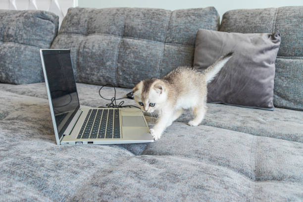 gatinho bonito scottish fold com um computador portátil no sofá - domestic cat computer laptop kitten - fotografias e filmes do acervo