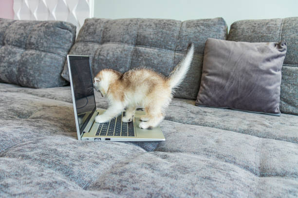 gatinho bonito scottish fold com um computador portátil no sofá - domestic cat computer laptop kitten - fotografias e filmes do acervo