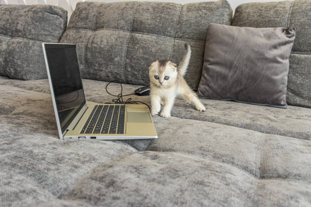 gatinho bonito scottish fold com um computador portátil no sofá - domestic cat computer laptop kitten - fotografias e filmes do acervo