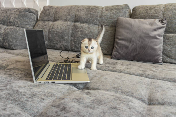 милый шотландский вислоухий котенок с ноутбуком на диване - domestic cat computer laptop kitten стоковые фото и изображения