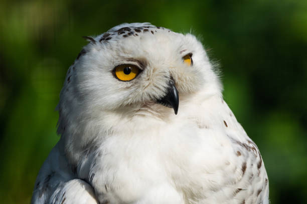 istock Selective focus shot of white owl 1463387158