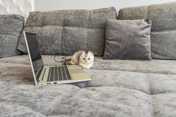 милый шотландский вислоухий котенок с ноутбуком на диване - domestic cat computer laptop kitten стоковые фото и изображения