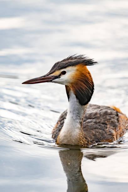 Closeup of a Great crested grebe A closeup of a Great crested grebe great crested grebe stock pictures, royalty-free photos & images