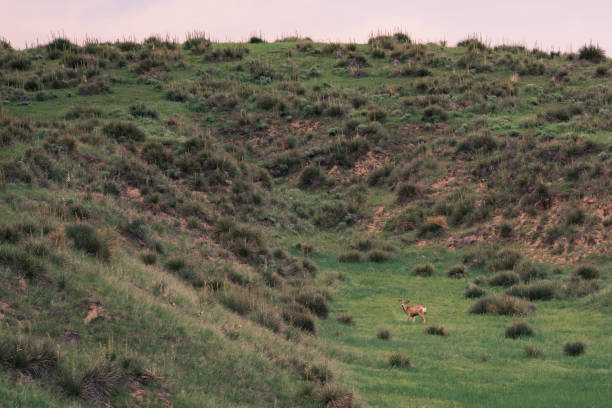 A mule deer in a rural mountainous meadow