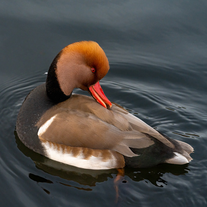 A red-crested porchard duck in the water
