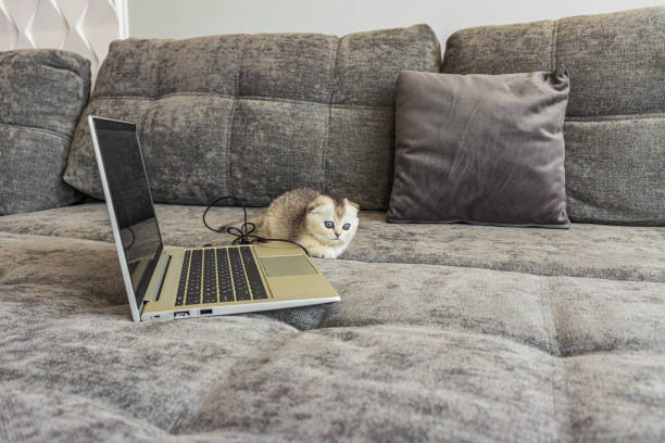 gatinho bonito scottish fold com um computador portátil no sofá - domestic cat computer laptop kitten - fotografias e filmes do acervo