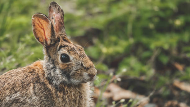 istock Selective focus shot of wild rabbit 1463387382