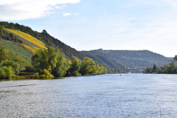 istock Mosel with autumn vineyards 1463387419