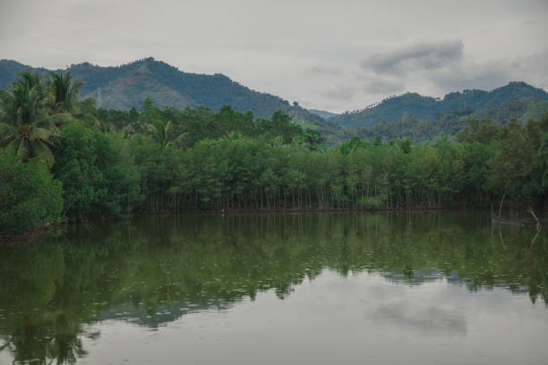 The tree reflections on lake near Malita, Davao Occidental, Philippines