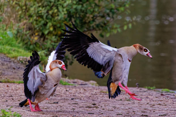 istock Beautiful Egyptian geese landing 1463387651