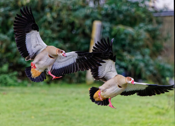 istock Beautiful Egyptian geese landing 1463387663