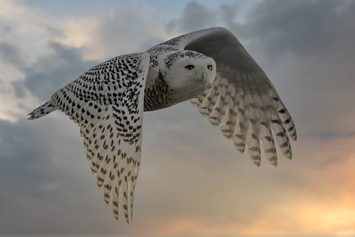 A beautiful shot of an flying owl at sunset