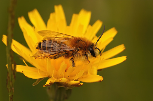 A closeup of a bee on a yellow flower in the field