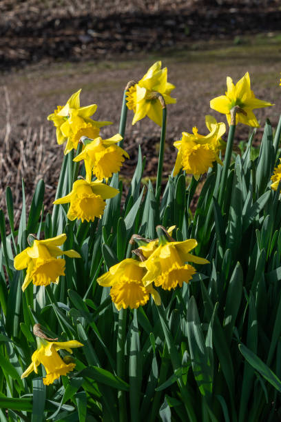 narciso (narcissus) 'sensación temprana' - daffodil winter narcissus yellow single flower fotografías e imágenes de stock