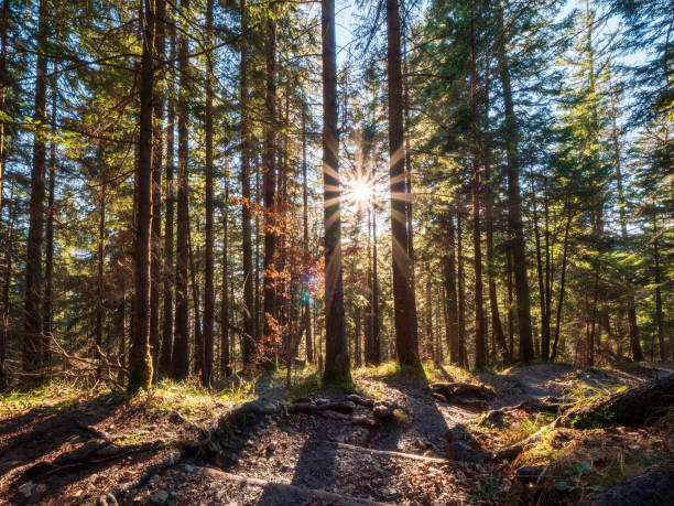 istock Sun rays shining behind the forest trees as the guidance for the right direction 1463389136
