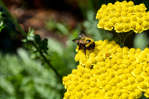 A selective closeup of a wild bee on yellow yarrow (Achillea millefolium) flower