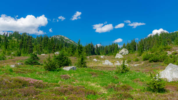 istock Mesmerizing view of green trees in the mountainous area 1463389621