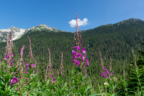 istock Purple alpine fireweed flowers with mountains and dense green trees in the background 1463389708