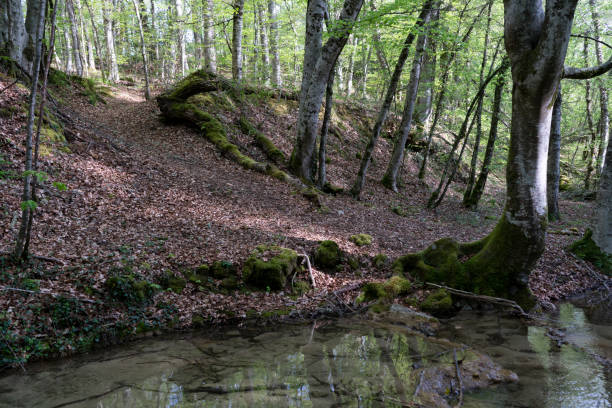 istock Low angle shot of a stream surrounded by trees in the forest 1463390624