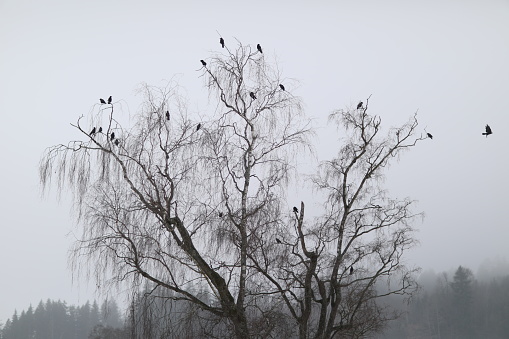 A flock of birds perched on a bare tree in a field on a gloomy day in winter