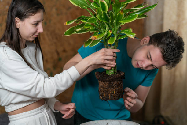 istock a couple transplants a flower into a new pot 1463392889