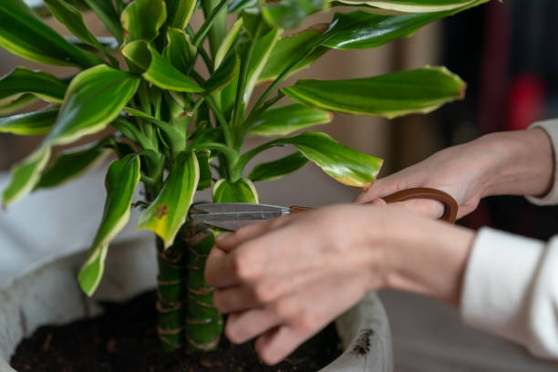 istock female hands cut the withered leaves on the dracaena 1463392897