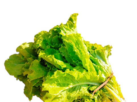 Lettuce green leafy vegetable, curly leaves-lettuce veg a leaf vegetable of an annual plant leafy-greens hara salad, lactuca sativa,  laitue verte, lechuga verde, alface verde view image picture stock photo