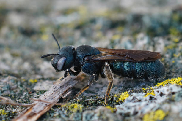 istock Closeup shot of a Carpenter bee 1463395056
