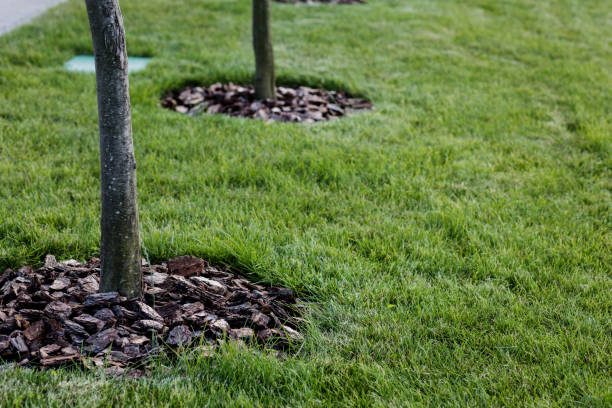 istock growing young trees in the city 1463395078