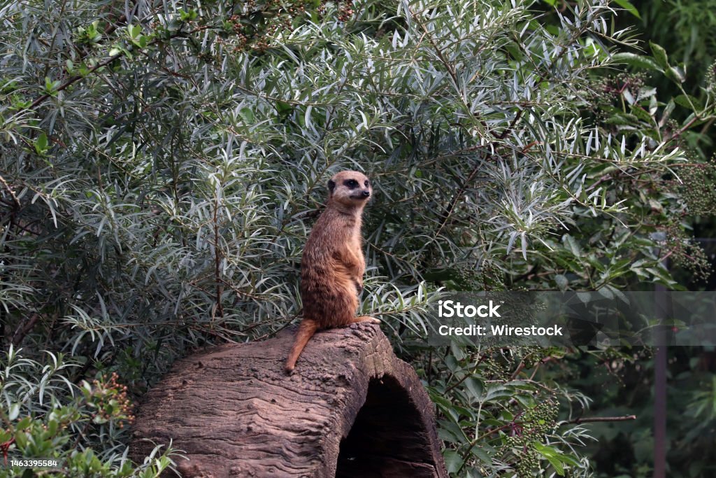 Observing meerkat on a fallen hollow tree trunk Meerkat on a fallen tree trunk Alarm Stock Photo