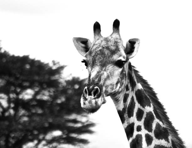 istock Grayscale shot of a giraffe 1463396043