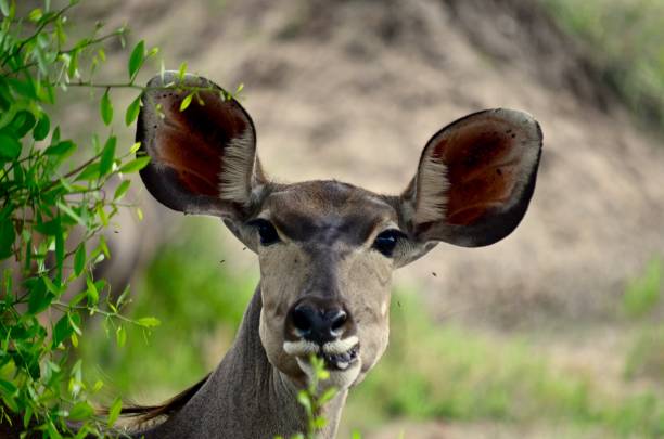 istock Closeup shot of Kudu 1463396085