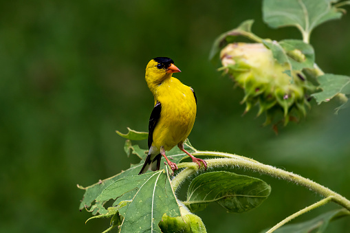 The selective focus shot of an American goldfinch sitting on a leaf