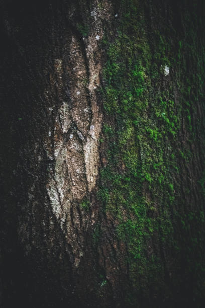 istock Vertical shot of a wooden surface covered in moss 1463397365