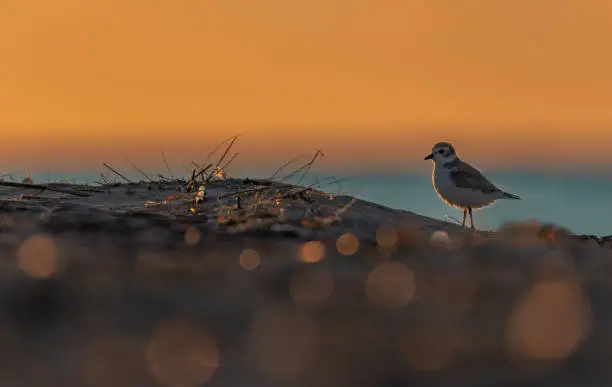 A piping plover looks for food during sunrise
