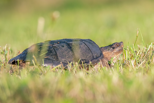 A snapping turtle makes its way across an open field