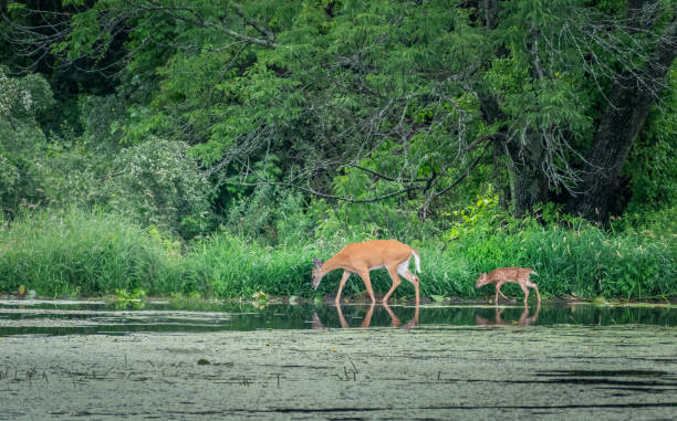 istock Doe and fawn on pond 1463397978