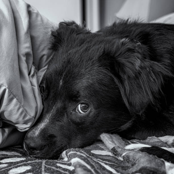 istock Adorable black dog lying in bed looking up 1463398050
