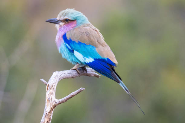 istock Closeup shot of  A Lilac-breasted roller perched on a branch with a blurred background 1463398144