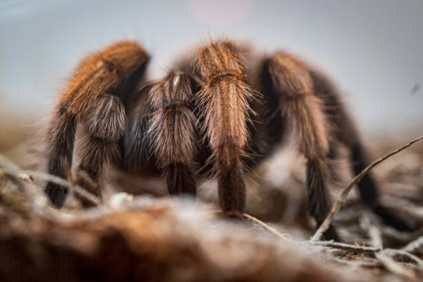 istock Closeup of a Western desert tarantula 1463398199