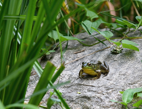 A selective closeup of a frog on a stone near green grass