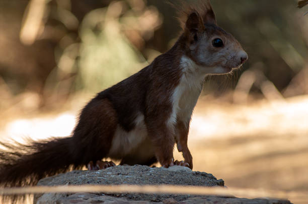 Sciurus vulgaris\nRoedor.\nLa ardilla roja, o simplemente ardilla común, es una especie de roedor esciuromorfo de la familia Sciuridae